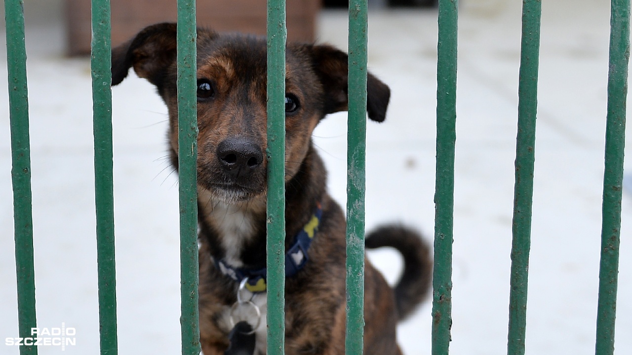 Zaostrzą kary za znęcanie się nad zwierzętami Projekt w Sejmie
