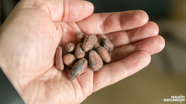 Głównym odbiorcą kakao jest szczecińska fabryka czekolady Gryf. Fot. Robert Stachnik [Radio Szczecin] Egzotyczny fracht w Wolnym Obszarze Celnym [ZDJĘCIA]