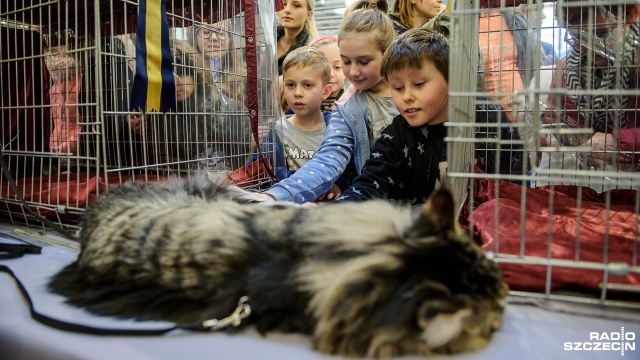 Wystawa kotów w Kaskadzie. Fot. Olaf Nowicki [Radio Szczecin] Kocie święto w Kaskadzie [ZDJĘCIA]