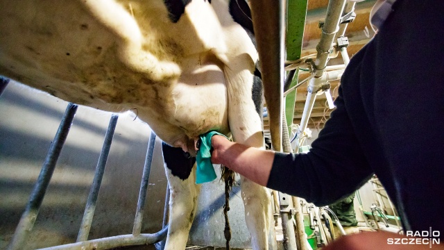 Polska jest jednym z liderów unijnych producentów mleka, obok Niemiec czy Francji. Fot. Robert Stachnik [Radio Szczecin] Rynek mleka stoi przed obliczem wielkiego kryzysu [ZDJĘCIA]