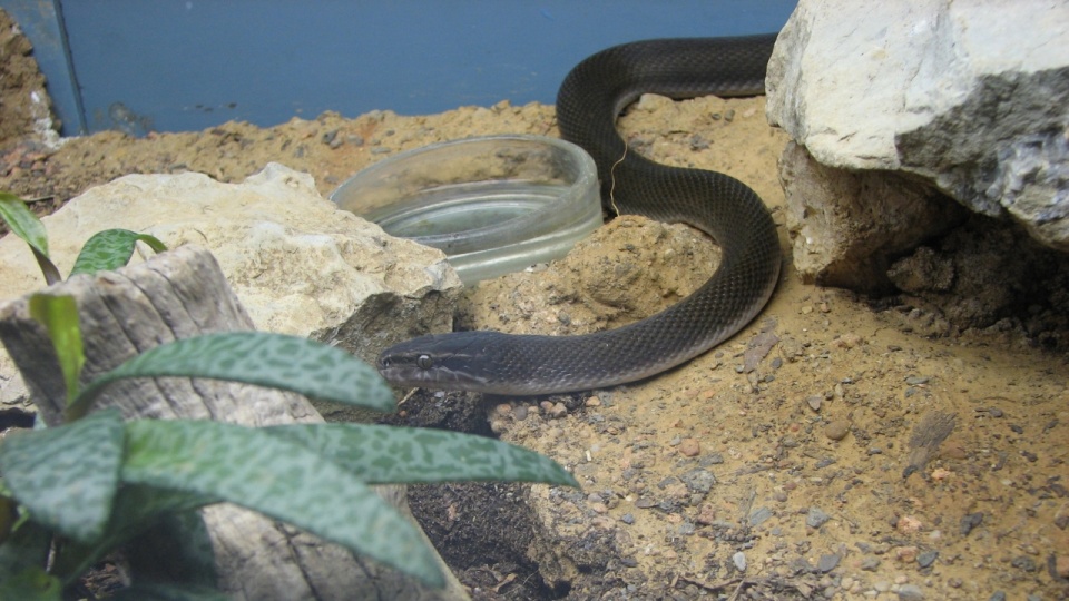Wąż mahoniowy. Źródło fot.: www.pl.wikipedia.org/Ltshears