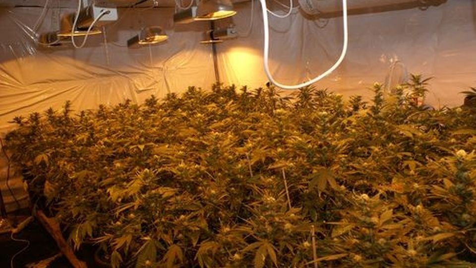 W ukrytym pomieszczeniu było prawie 200 krzaków tej rośliny i 10,5 kg marihuany. Fot. materiały policji