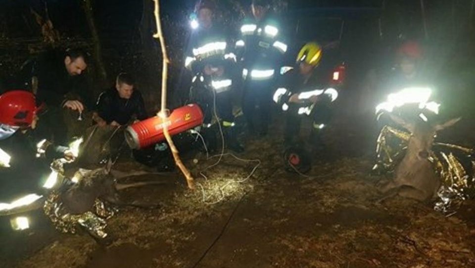 Strażacy z regionu uratowali topiącą się sarnę z młodym. Fot. KP PSP Łobez