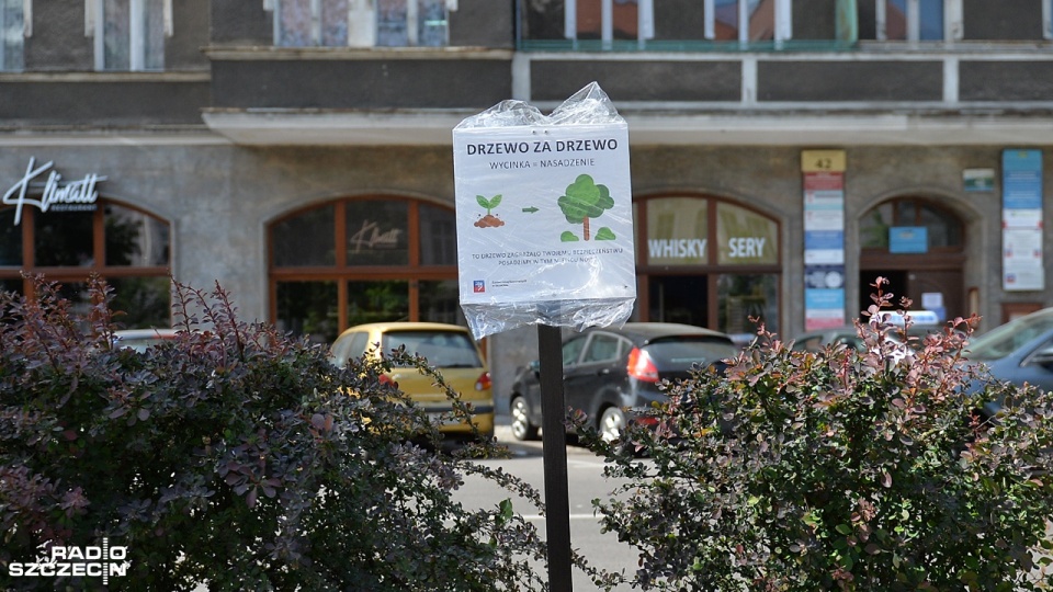 Wycięte drzewa w Alei Fontann w Szczecinie. Fot. Łukasz Szełemej [Radio Szczecin]