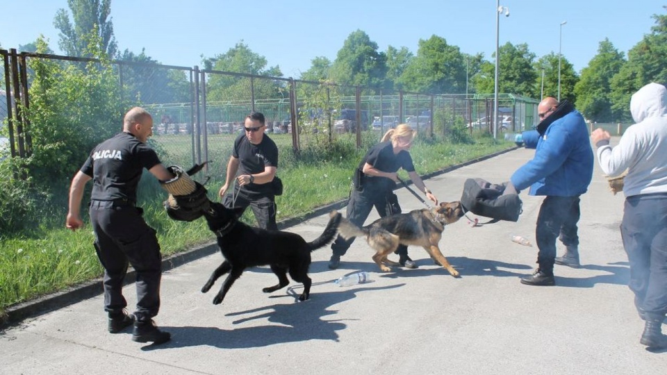Obecnie Komenda Miejska Policji w Szczecinie ma 14 psów, większość z nich pracuje w patrolach. http://zachodniopomorska.policja.gov.pl