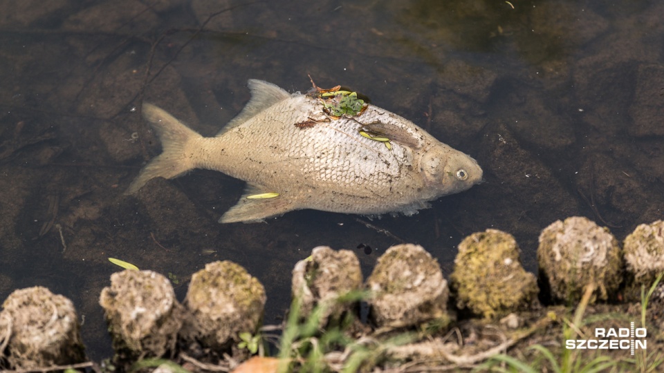 Martwe ryby w jeziorze Rusałka. Fot. Robert Stachnik [Radio Szczecin]