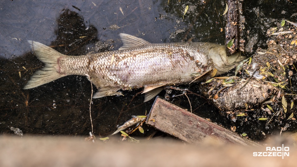 Martwe ryby w jeziorze Rusałka. Fot. Robert Stachnik [Radio Szczecin]