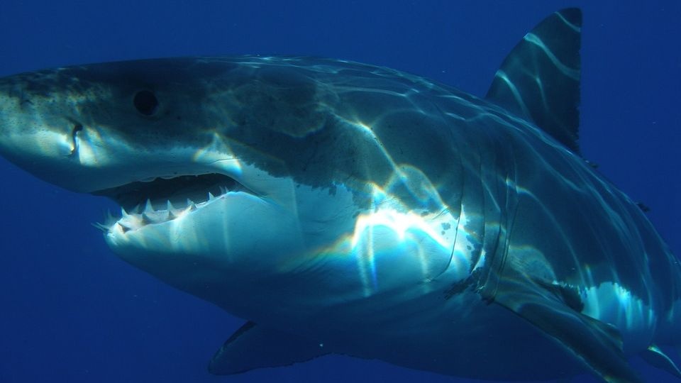 Nie tak dawno rekin tygrysi został niespodziewanie złapany przez rybaka na okolicznych wodach; mierzył ponad dwa metry. źródło: https://pixabay.com/pl/398276/domena publiczna