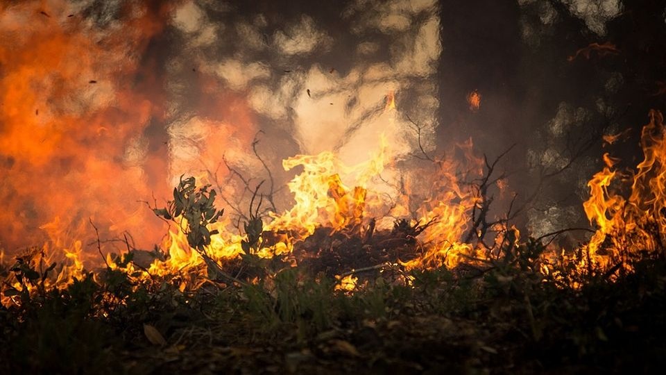 Najbardziej dramatyczna sytuacja występuje w centralnych regonach krajów, gdzie pożary objęły łącznie 215 kilometrów kwadratowych lasów. źródło: https://pixabay.com/2268729/domena publiczna