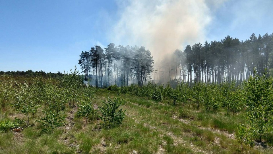 Przyczyną większości pożarów jest człowiek. Fot. Regionalna Dyrekcja Lasów Państwowych w Szczecinie