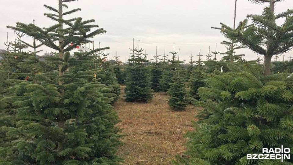 Bożonarodzeniowe drzewka dostarcza z plantacji w Stawnie pan Damian Wroński. Jak mówi, należy pytać czy choinka rosła w Polsce. Fot. Karolina Jaskólska [Radio Szczecin]