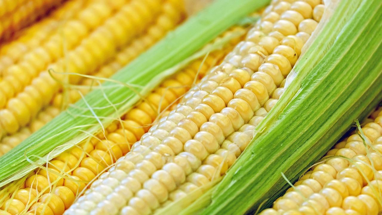 Ponad 2000 wniosków od piątku przyjęła Agencja Restrukturyzacji i Modernizacji Rolnictwa o dopłaty do zbóż: pszenicy i kukurydzy.