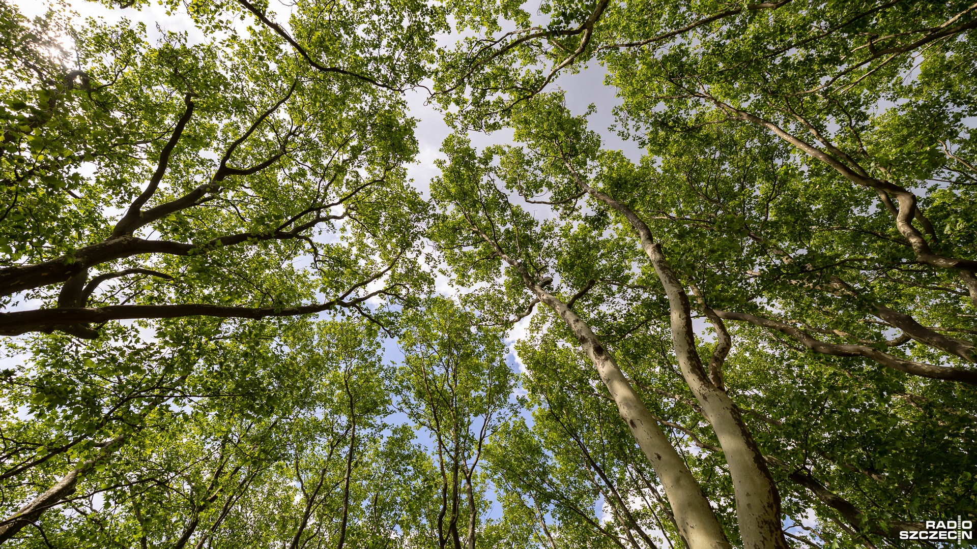 Przejęcie kontroli nad lasami to próba federalizacji Unii Europejskiej - tak Małgorzata Golińska, wiceminister Klimatu i Środowiska ocenia przegłosowane w tej sprawie przez jedną z komisji Parlamentu Europejskiego nowe prawo.