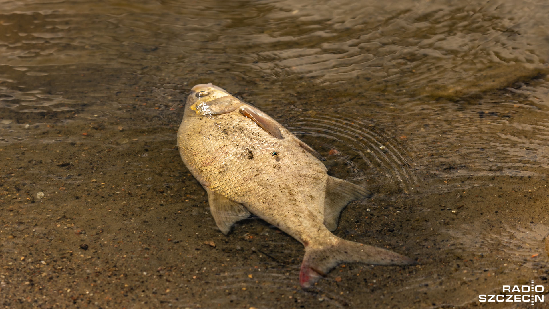 Martwe ryby w niemieckiej rzece Saale