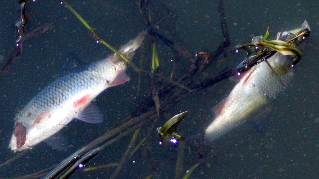 Tysiące ryb uległy zatruciu wskutek zanieczyszczenia Odry w województwie dolnośląskim i lubuskim. Do tej pory wyłowiono kilkadziesiąt ton martwych ryb.