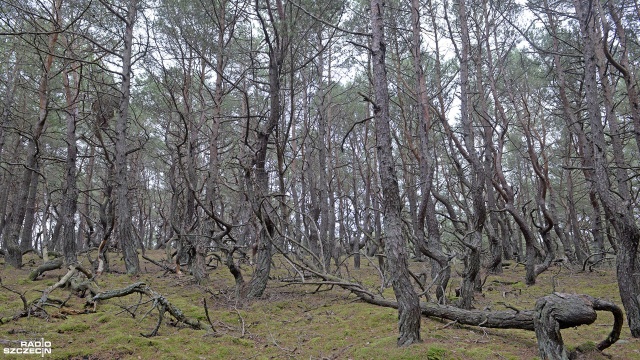 Niezwykłe odkrycie, czyli drugi krzywy las w regionie. Kilkaset zdeformowanych drzew rośnie na wydmach pomiędzy Pogorzelicą a Mrzeżynem. Wygięte sosny zasadzili niemieccy leśniczy 140 lat temu.