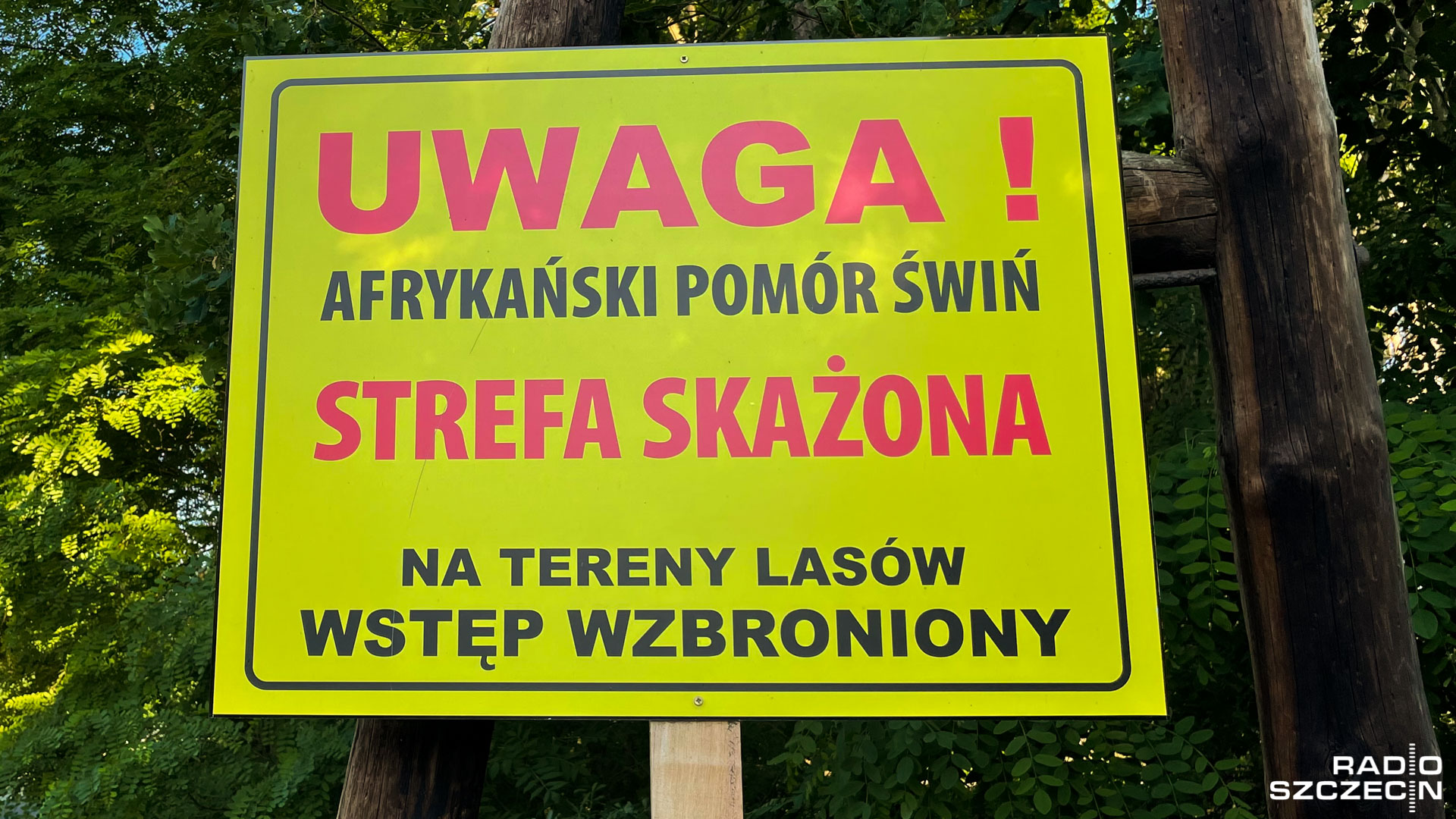 Rośnie liczba martwych dzików, które służby znajdują na terenie Szczecina. Nie chodzi o zwierzęta np. potrącone przez samochody na drogach, ale te znalezione w lasach.