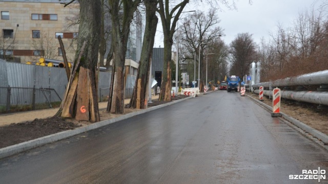 Miasto musi chronić drzewa, ale tym samym zakończy dużą inwestycję drogową z opóźnieniem - mowa o przebudowie ulicy Zdrojowej w Kołobrzegu.