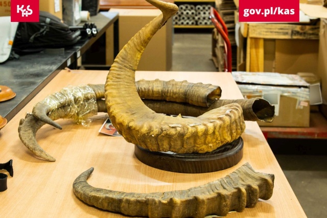 Wyroby z chronionych gatunków wykryli w kontrolowanych paczkach funkcjonariusze Śląskiej Krajowej Administracji Skarbowej.