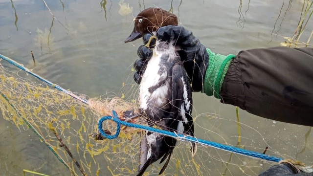 Sieci rybackie mogą być niebezpieczne dla ptaków. Pokazują to funkcjonariusze z Komendy Wojewódzkiej Państwowej Straży Rybackiej w Szczecinie.