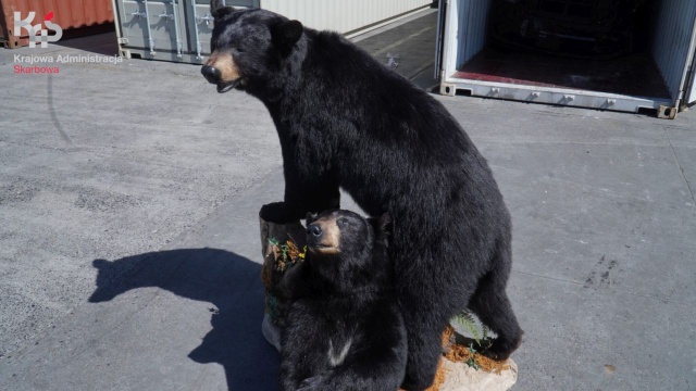 Nietypowy przemyt w bazie kontenerowej w Gdyni. Celnicy znaleźli dwa spreparowane niedźwiedzie czarne. Ich właściciel nie miał zezwolenia na ich wywóz, więc odpowie za to karnie.
