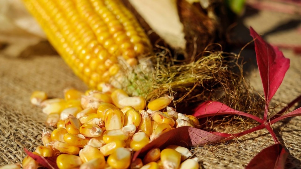 Są potrzebne rządowe dopłaty do kukurydzy - uważa wielu rolników. źródło: https://pixabay.com/pl/1722285/Couleur/CC0 - domena publiczna