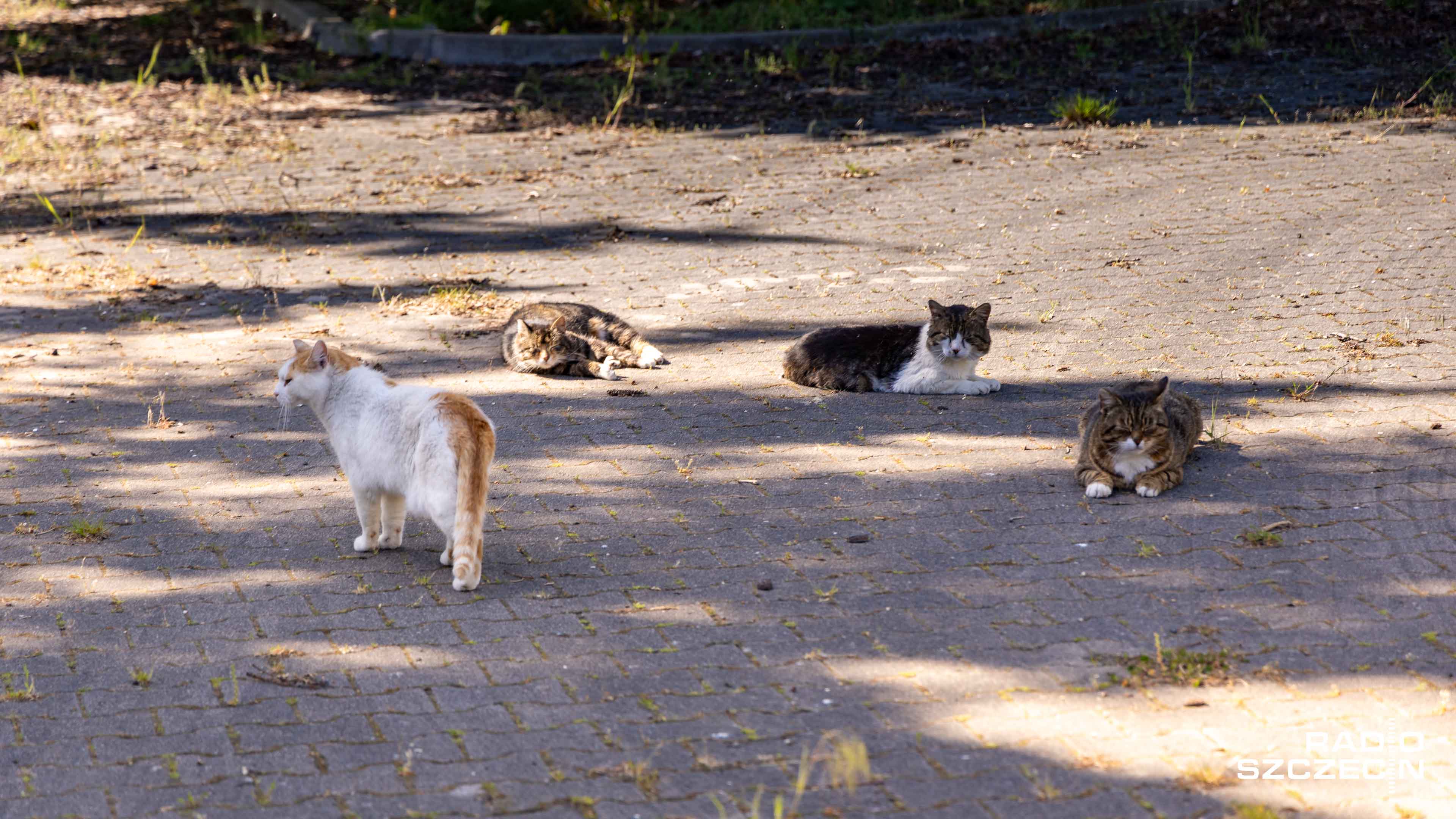 Wykładana w okolicach byłego ośrodka wypoczynkowego w Brzózkach karma dla kotów stała się kością niezgody między częścią mieszkańców a Towarzystwem Opieki nad Zwierzętami w Policach.