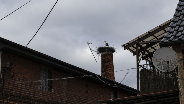 Na kominie warsztatu samochodowego zagnieździł się biały ptak. Powrót z dalekich krajów zajął mu blisko 40 dni.