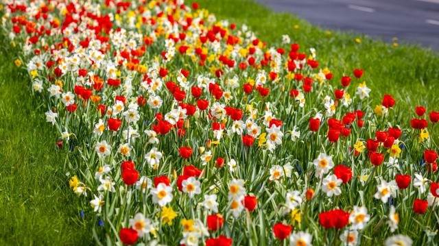 Żółtymi narcyzami, czerwonymi tulipanami i fioletowymi szafirkami zakwitła ulica Gontyny, czyli w Szczecinie sezon kwiatowy w pełni.