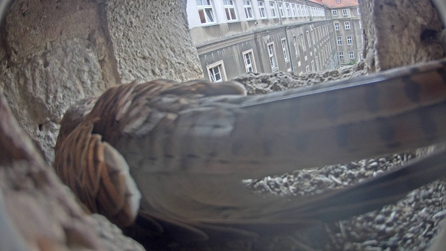 Stali skrzydlaci rezydenci szczecińskiego Urzędu Miasta, jak co wiosnę, wrócili do swojego gniazda w elewacji gmachu. Mowa o pustułkach, które mają już nawet pierwsze jajo.