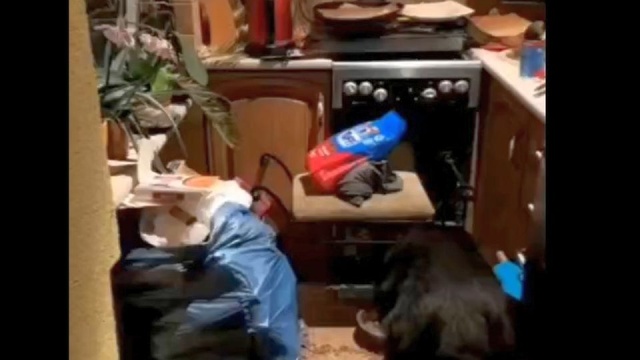 10 zł miesięcznie za opiekę nad psem. Właścicielka wyleciała na Islandię