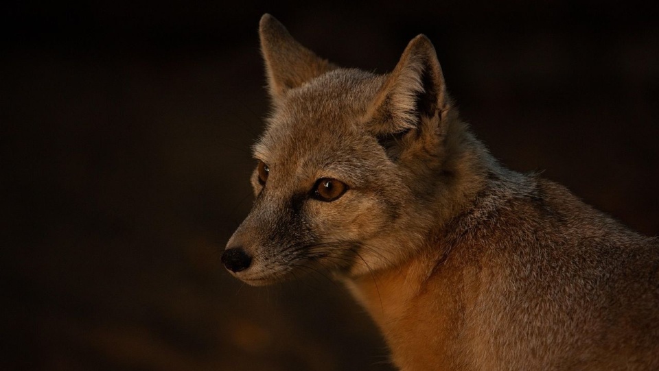 Dzikie zwierzęta zimą wchodzą do miast