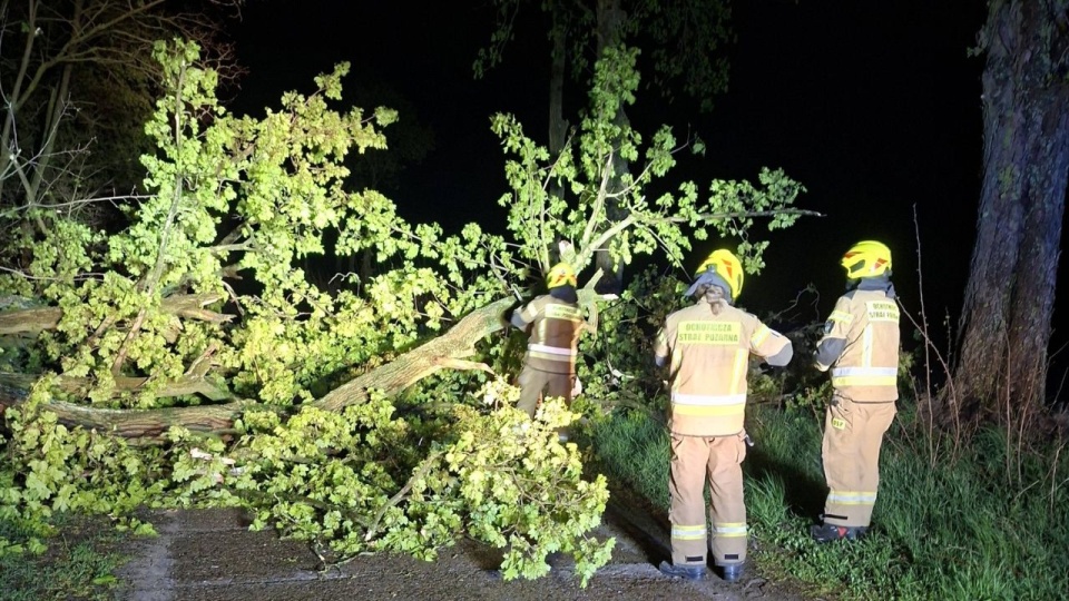 Zachodniopomorskie: 47 interwencji strażaków przy wiatrołomach; 40 pożarów traw