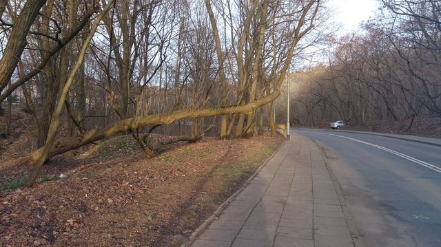 Niebezpieczne drzewa na ul.Chopina - fot.słuchacz [23.12.2013]