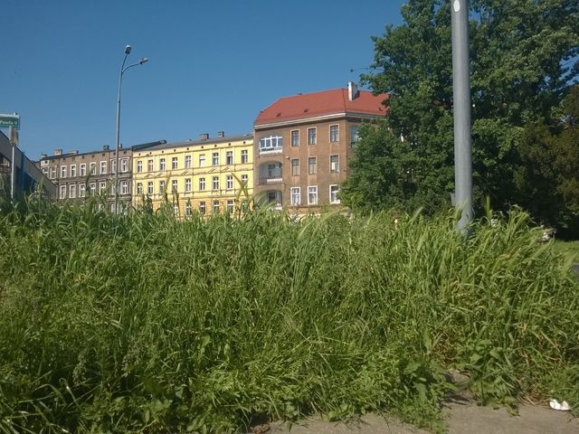 Dzikie zboże na pl.Lotników - fot.S.Orlik [22.05.2014]