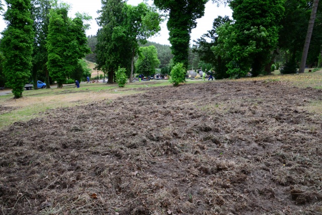 Dziki zryły teren cmentarza w Lubinie na wyspie Wolin, fot. Andrzej Ryfczyński/ikamien.pl 19.06.2015