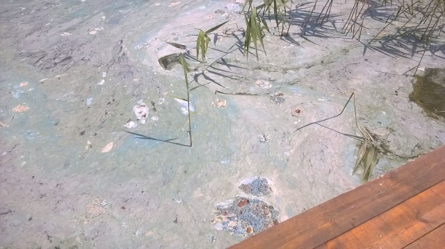 Zanieczyszczona woda w jeziorze Myśliborskim Małym 08.07.2015