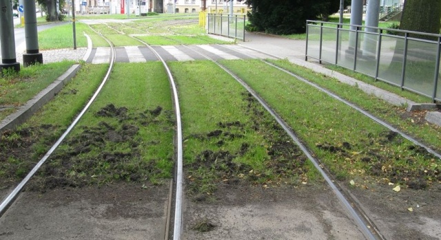 Prace dzików na ul. Wawrzyniaka 16.08.2016