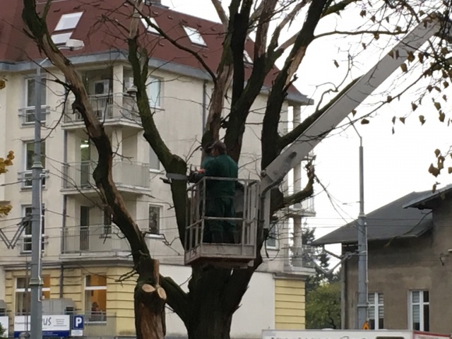 Drzewa przy ulicy Arkońskiej, fot. J. Wilczyński 21.10.2016