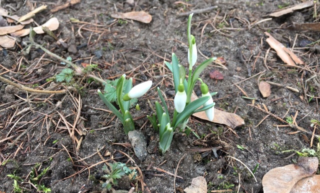 Przebiśnieg 2017 20.02.2017