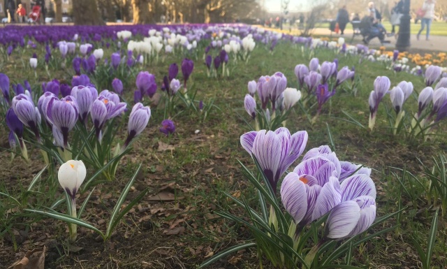 Krokusy na Jasnych Błoniach 23.03.2017