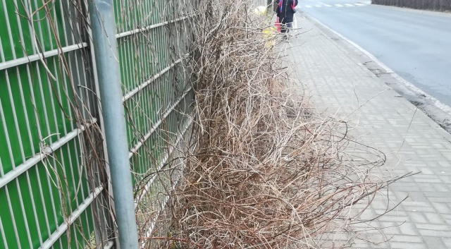 Uliczka łączącą Walecznych z Turkusową, fot. Słuchaczka, pani Danuta 14.02.2018