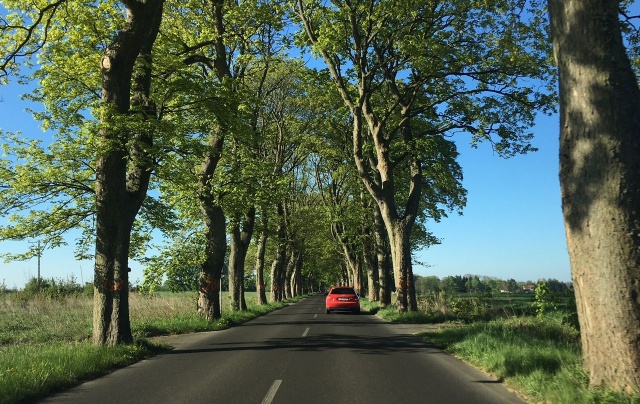 Drzewa przy trasie Unin - Wolin, fot. S. Orlik 07.05.2018