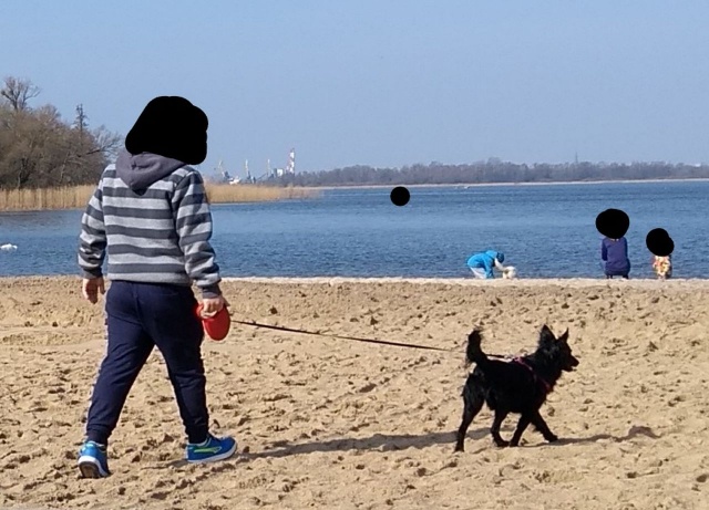 Psy na kąpielisku przy Jeziorze Dąbie, fot. Słuchacz, pan Dominik 02.04.2019