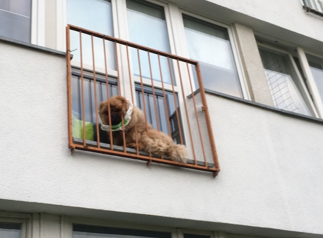 Pies na balkonie, fot. Słuchacz 27.05.2019