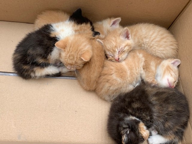 Kotki mają już domy 30.05.2019