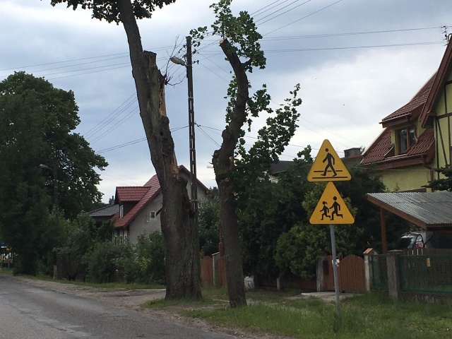 Drzewa w Tanowie, fot. J. Wilczyński, PR Szczecin 19.06.2019