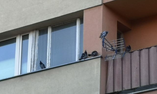 Gołębie juz nie mogą "mieszkać" w bloku przy ul. Kołłątaja, fot. Słuchacz, pan Jacek 28.06.2019