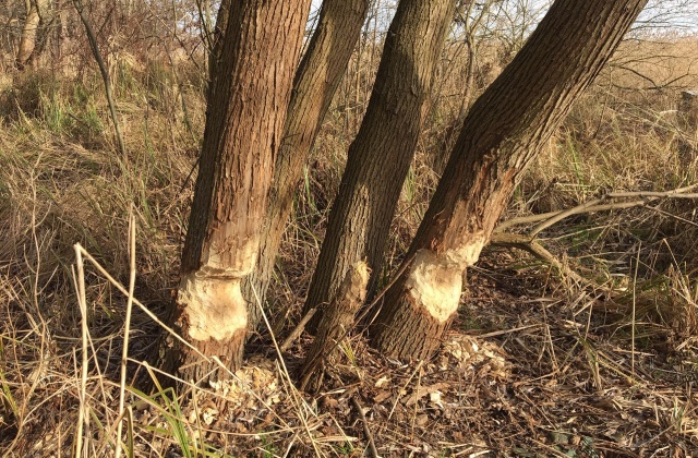 Efekt działalności bobrów przy promenadzie nad Miedwiem 05.03.2020