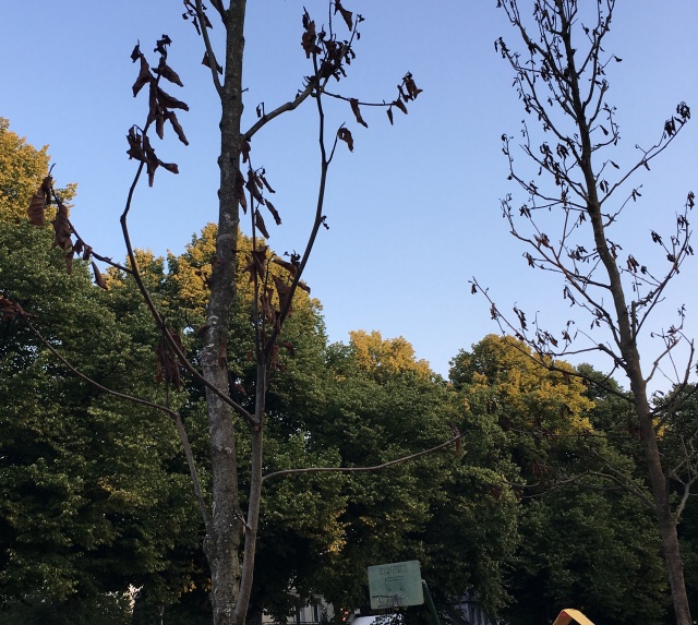 schniete drzewa na placu Pawłowskiego, fot. Małgorzata Furga 13.08.2020